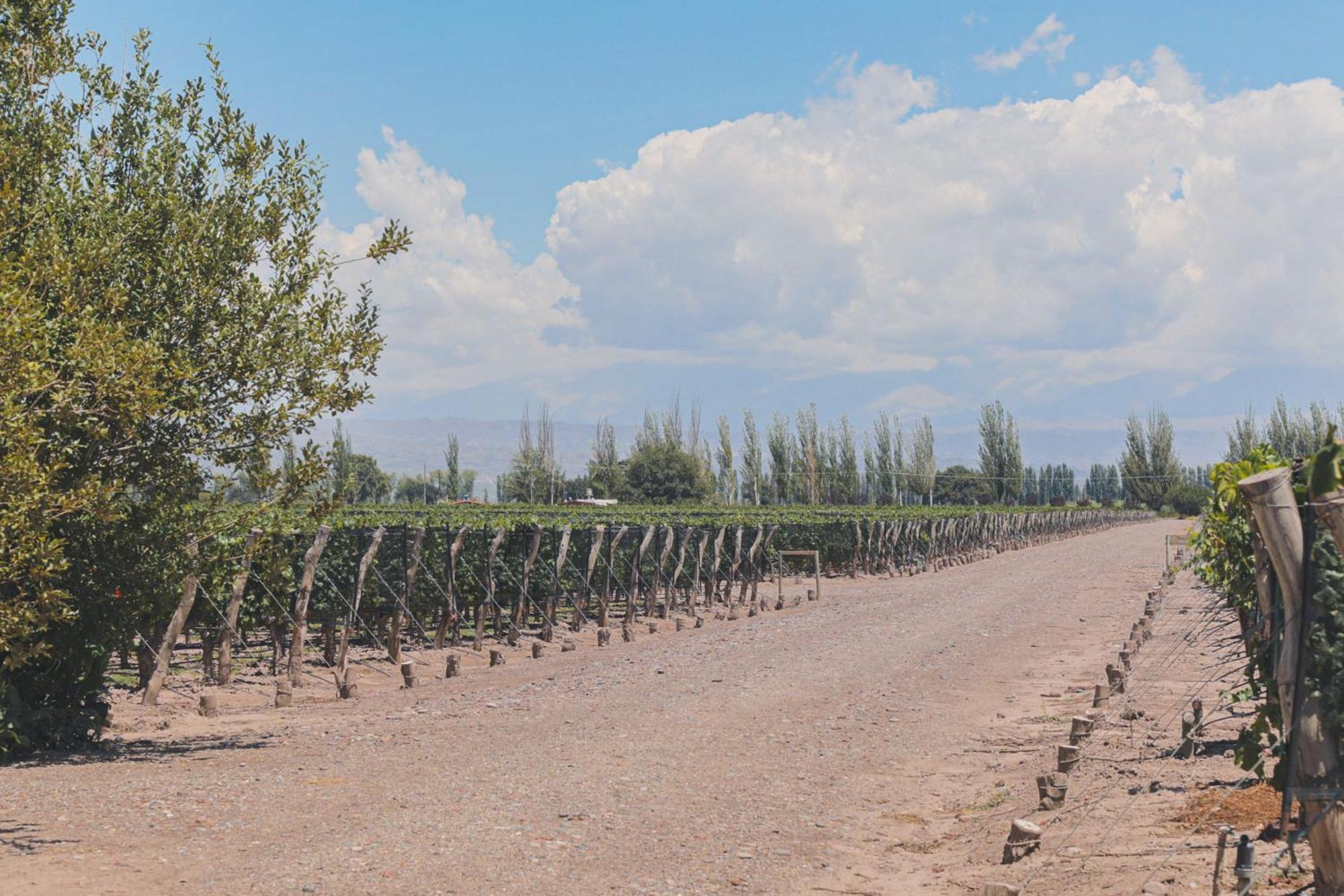 Enlace Wine House Lujan de Cuyo Kültér fotó
