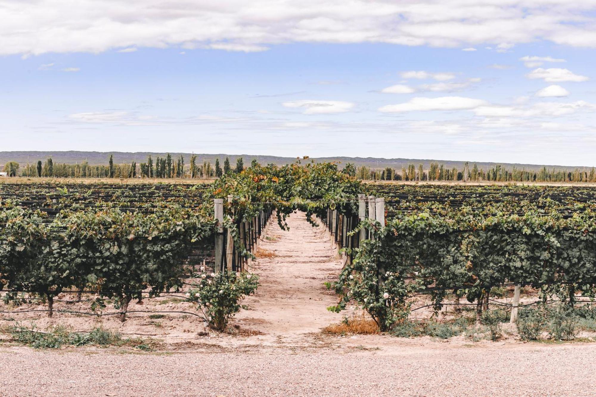 Enlace Wine House Lujan de Cuyo Kültér fotó